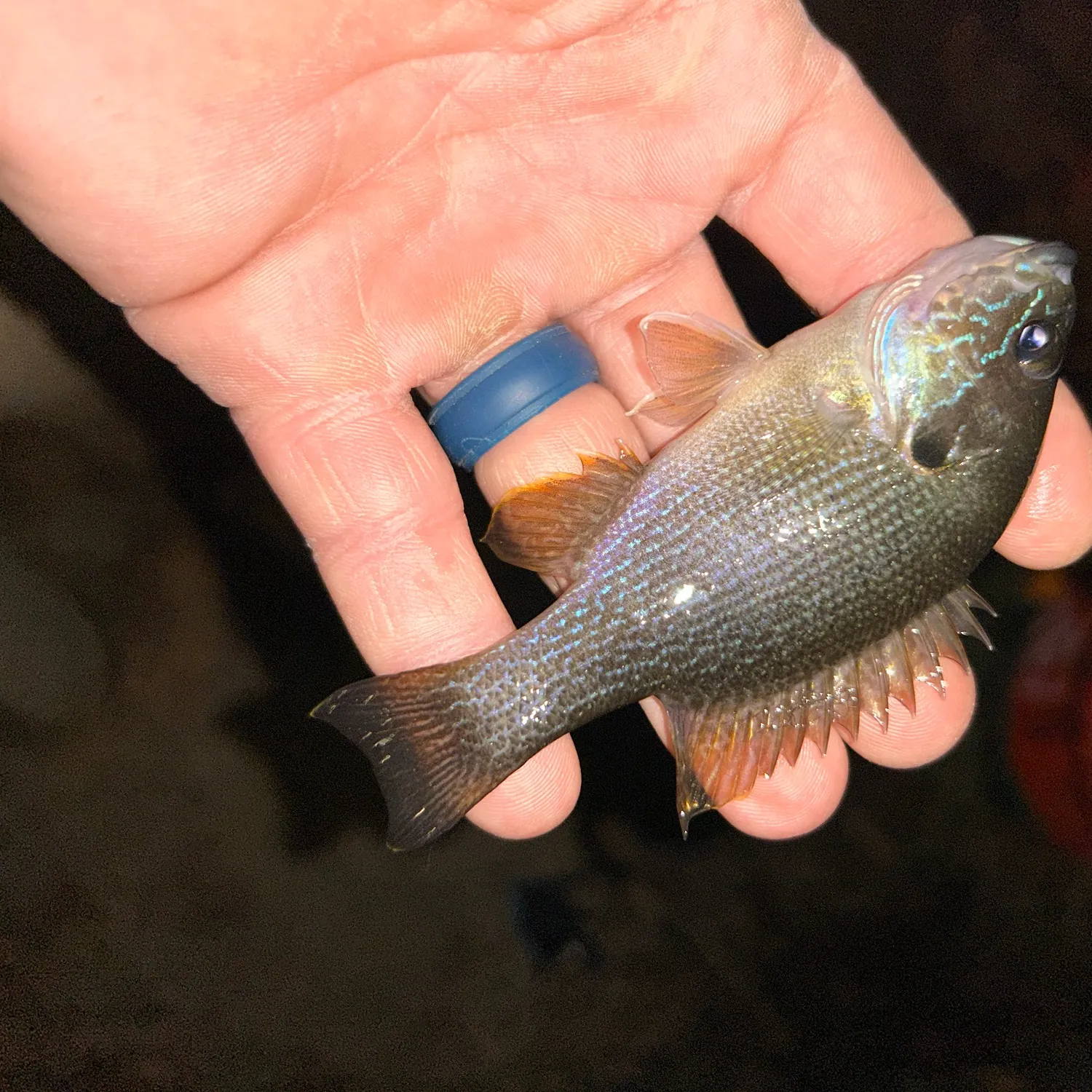 Green sunfish caught on Fishbrain