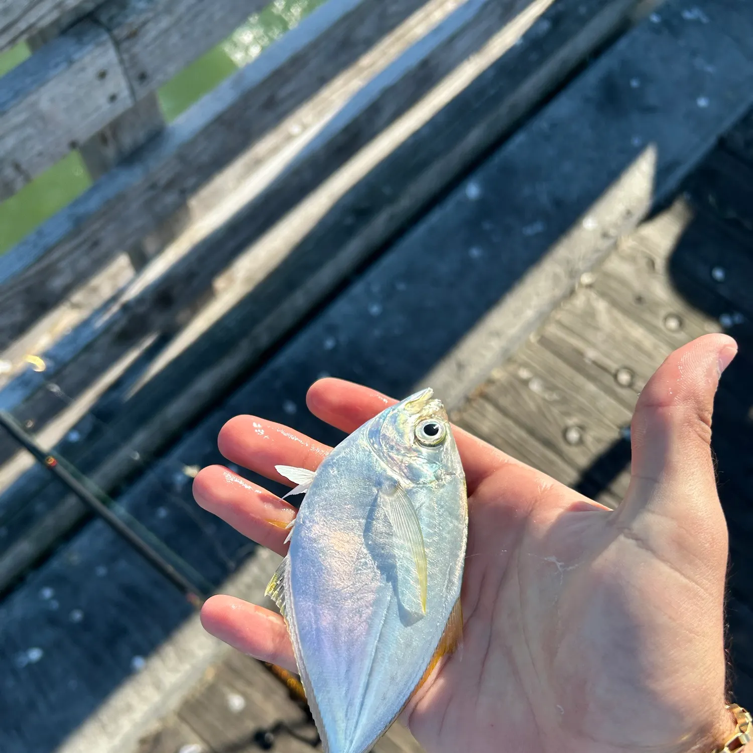 Atlantic bumper caught on Fishbrain