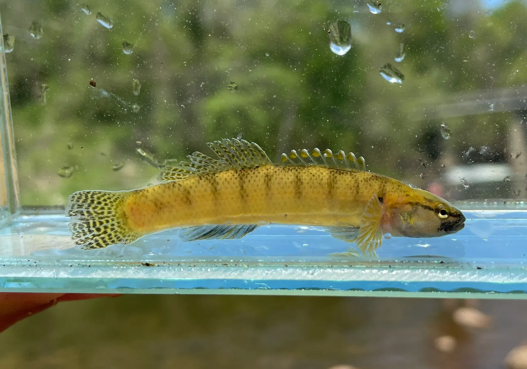 Fantail darter