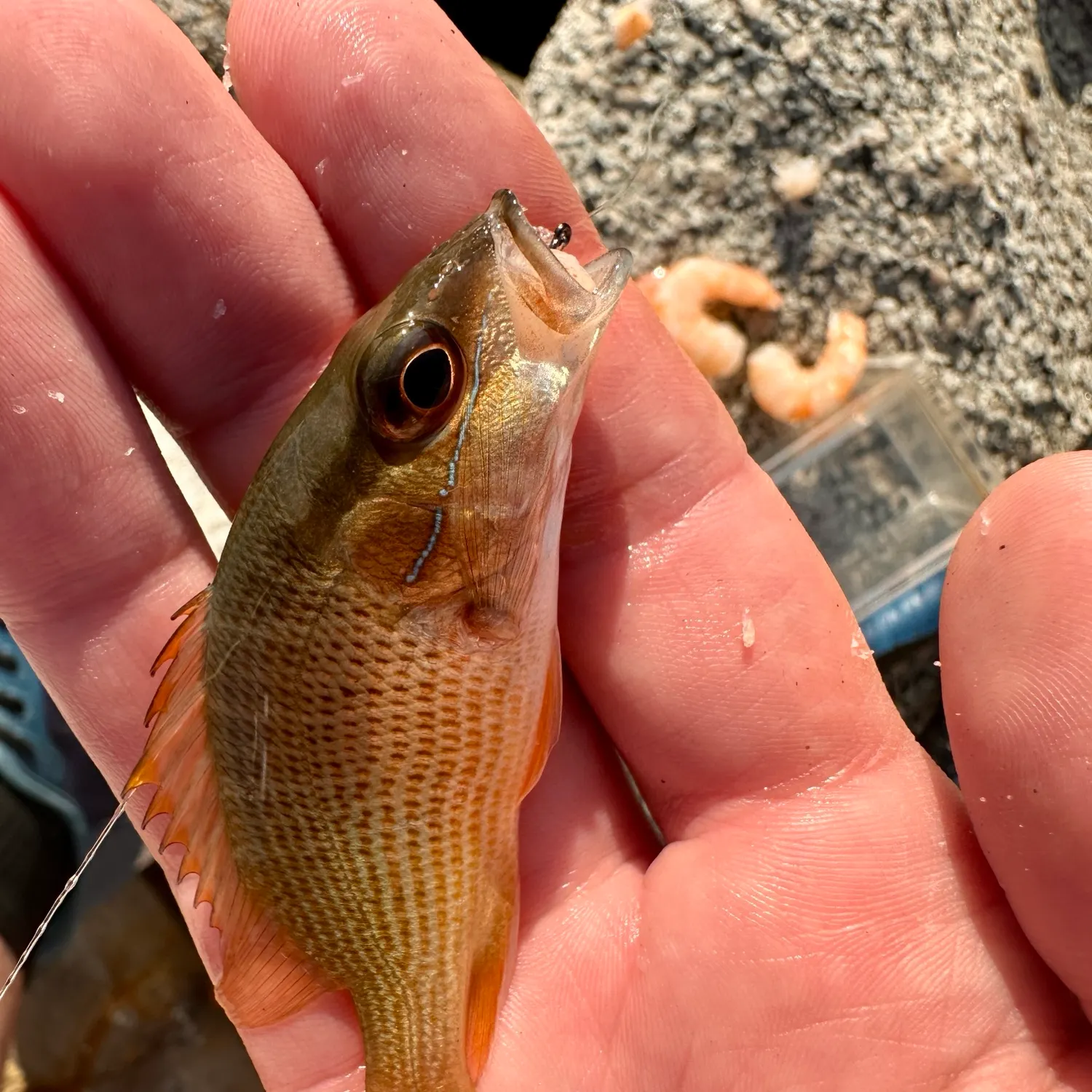 The most recent Yellow snapper catches on Fishbrain