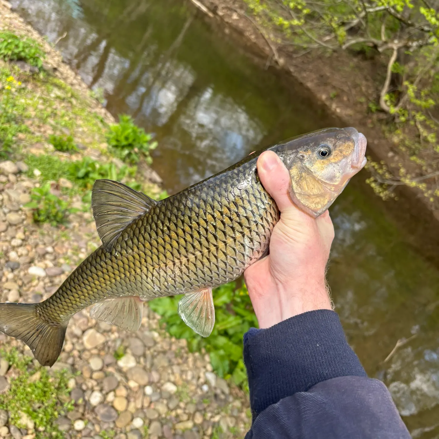 The most recent Fallfish catches on Fishbrain