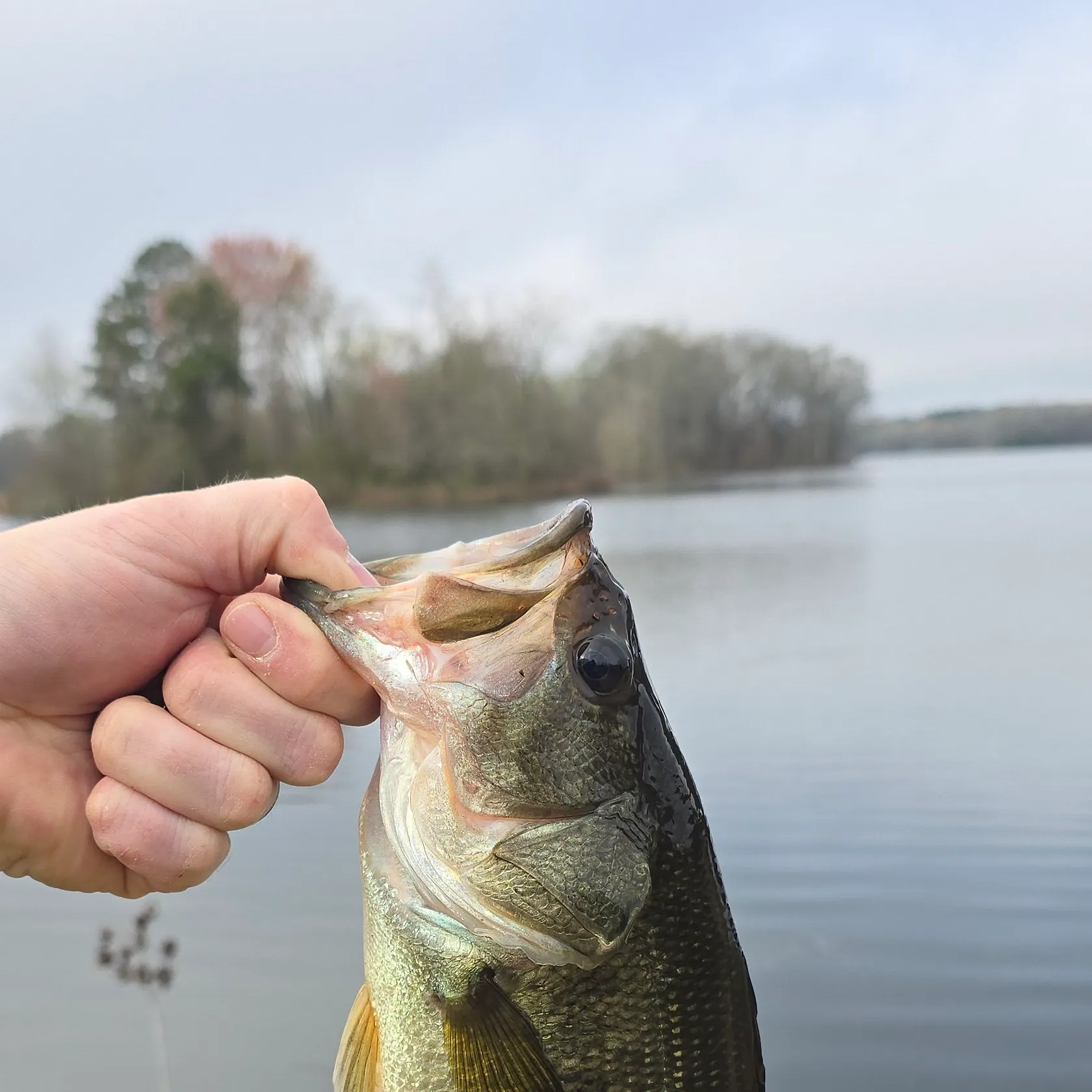 The most recent Largemouth bass catches on Fishbrain