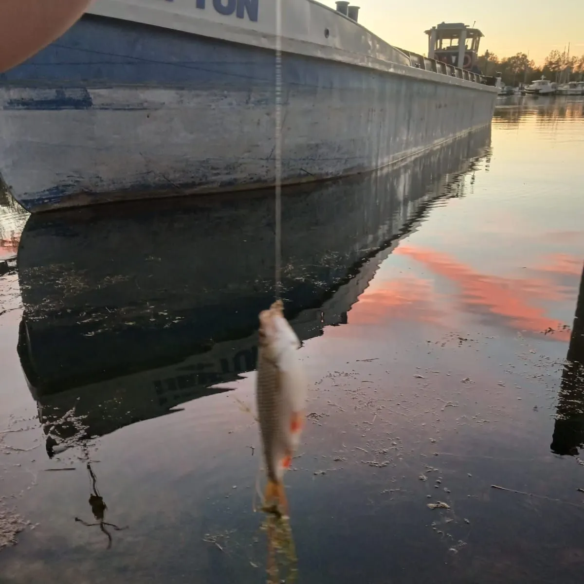 Common roach caught on Fishbrain