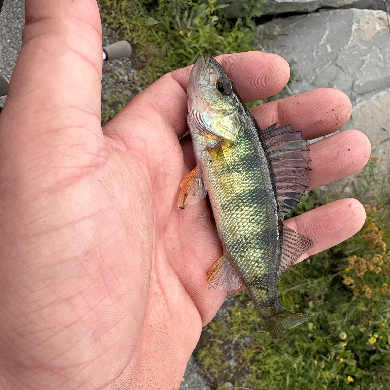 Yellow perch caught on Fishbrain