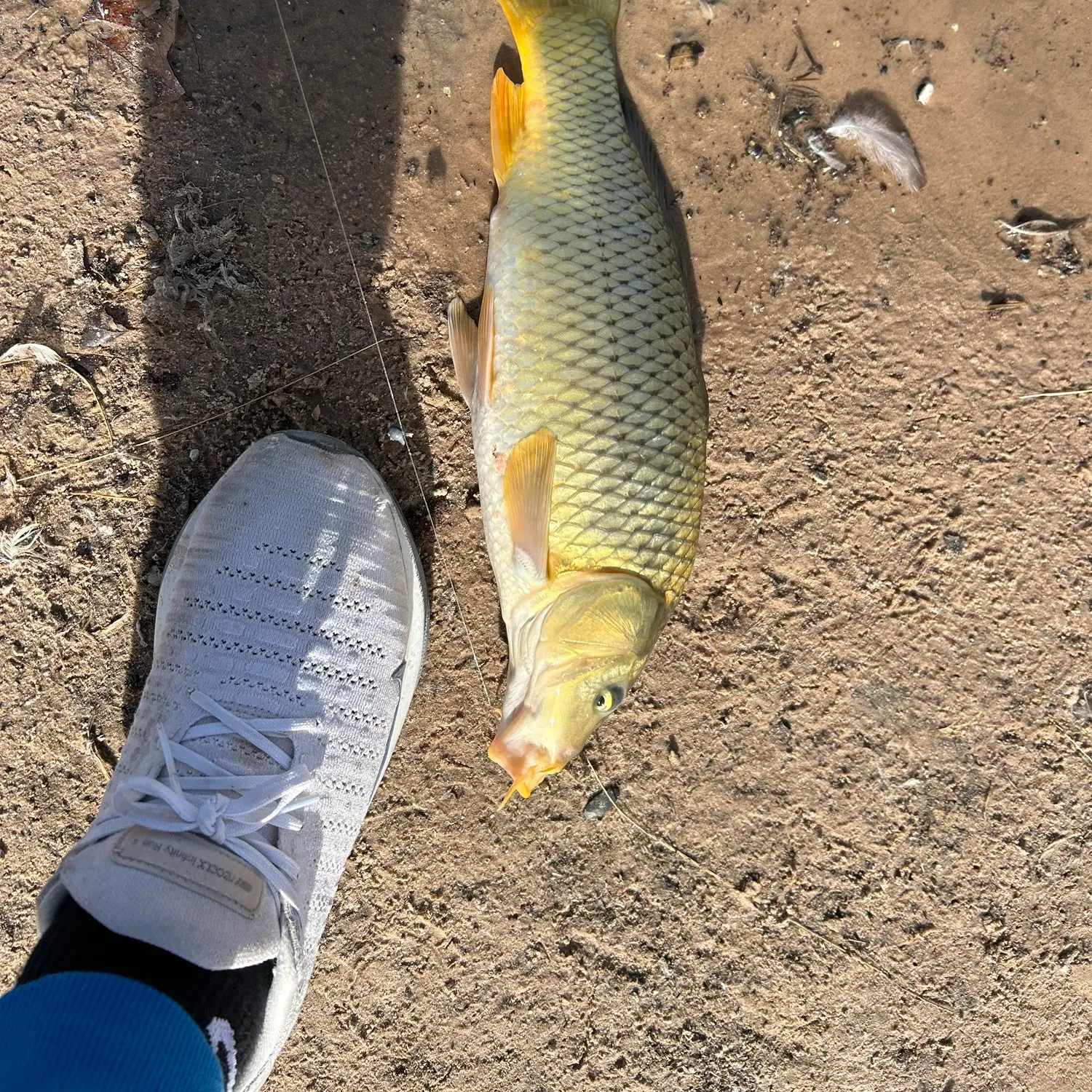 The most recent Koi x common carp catches on Fishbrain