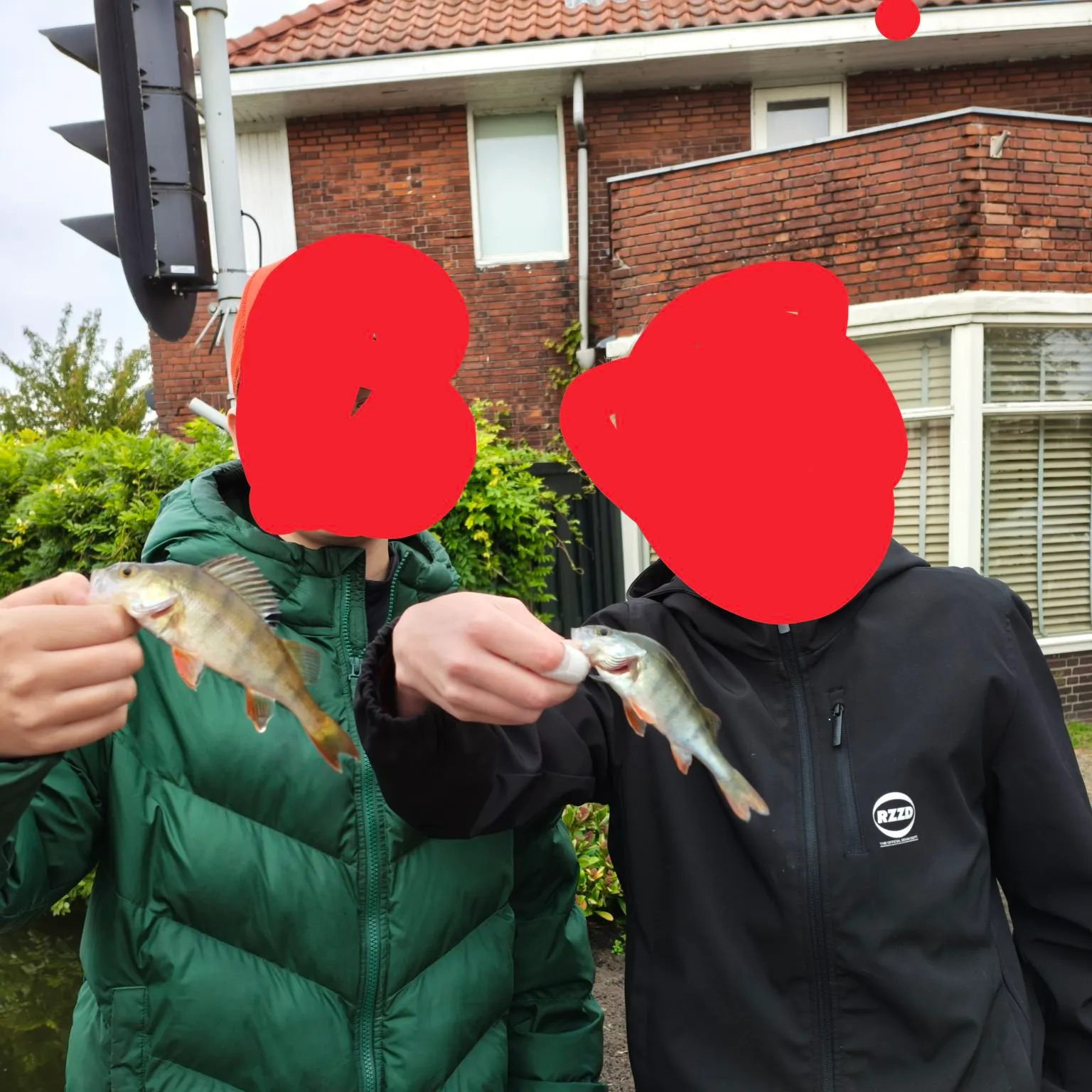 European perch caught on Fishbrain
