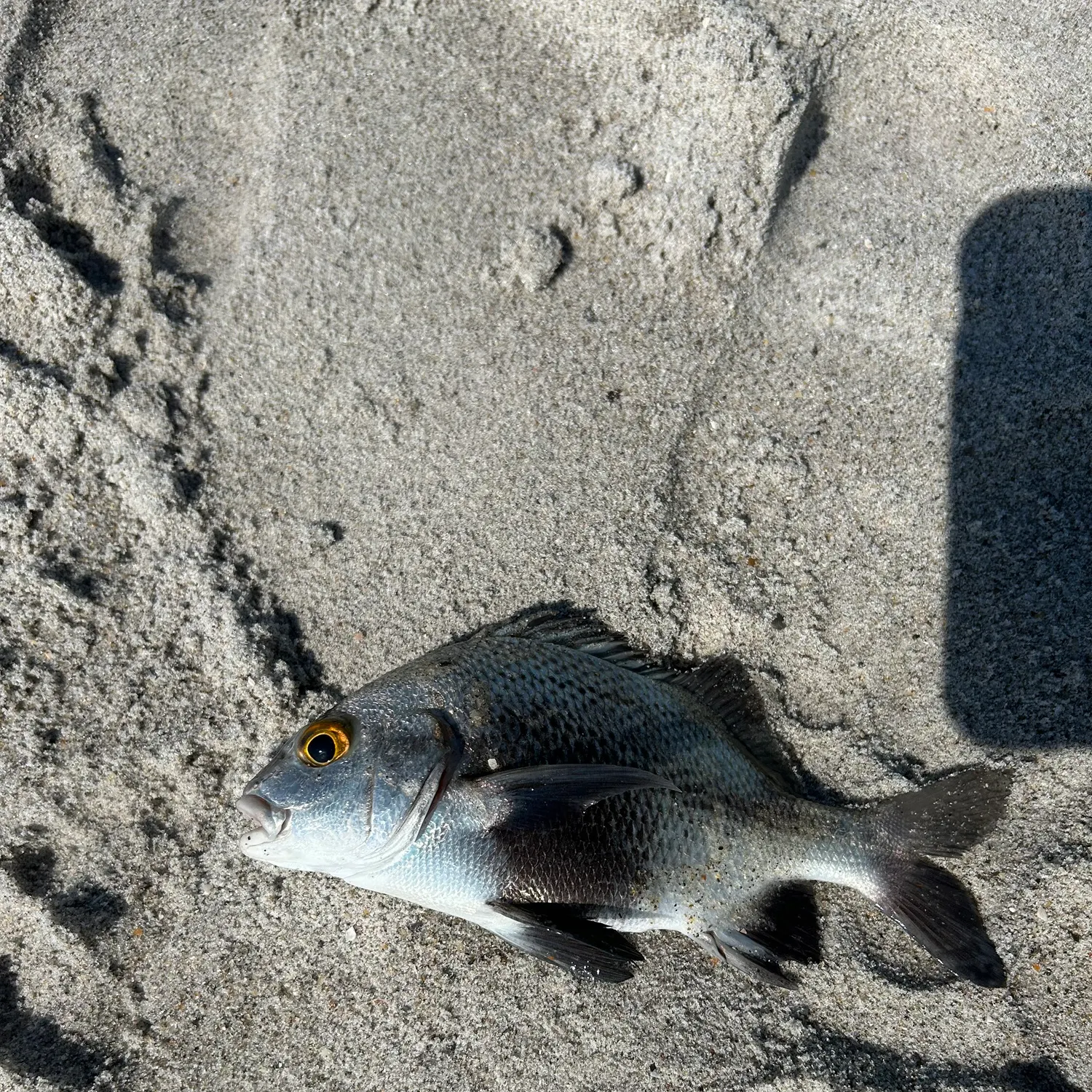 The most recent Black margate catches on Fishbrain