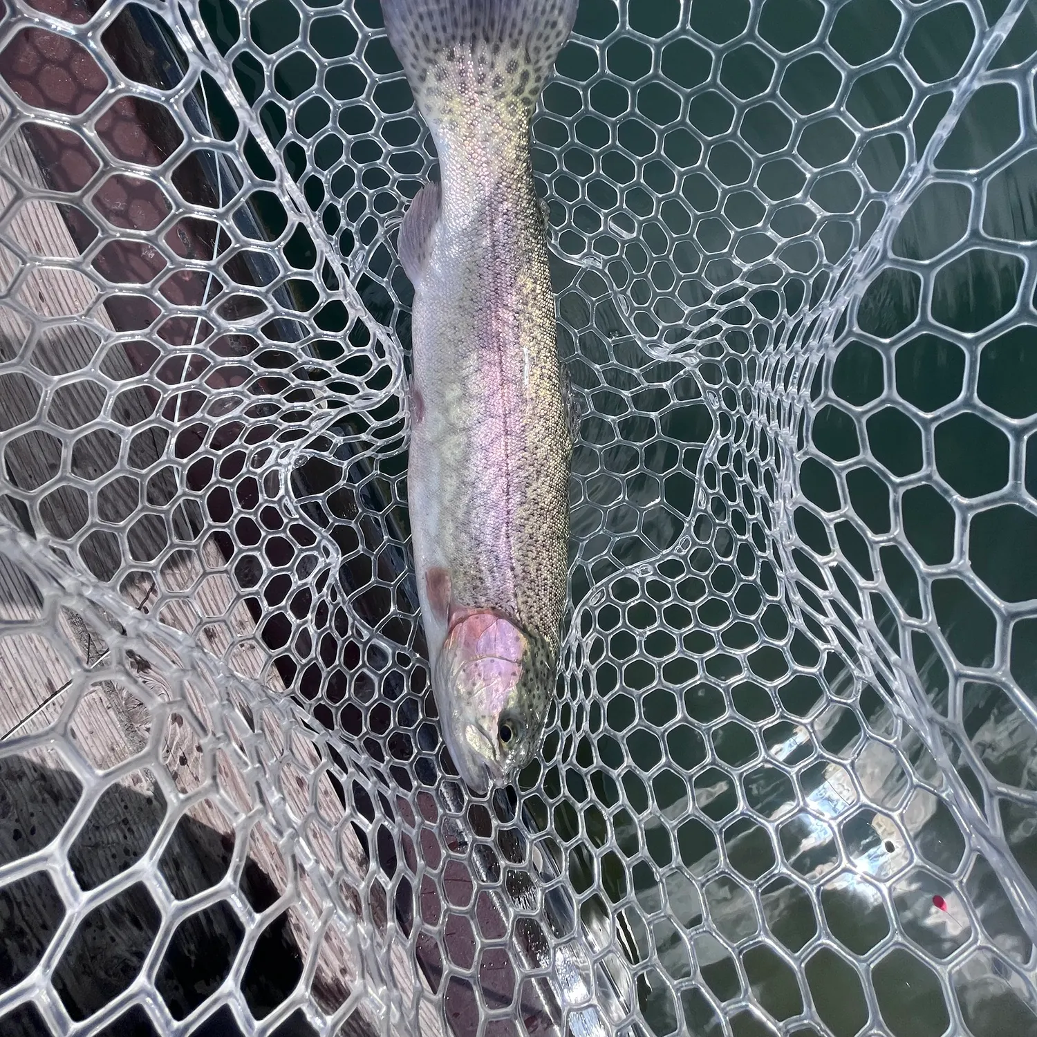 Rainbow trout caught on Fishbrain