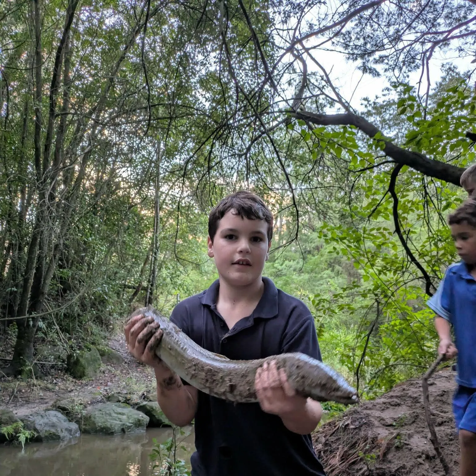 The most recent Speckled longfin eel catches on Fishbrain