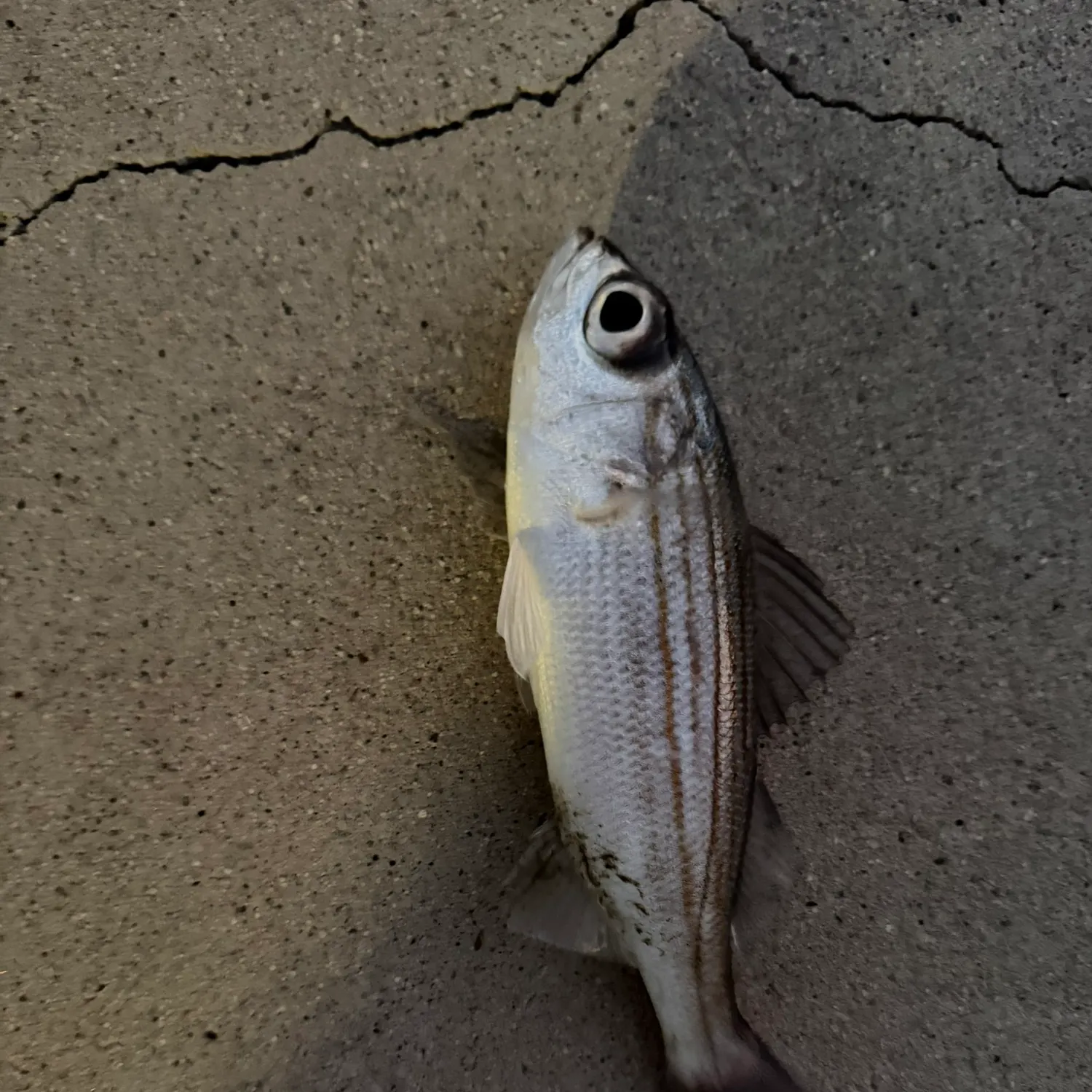 The most recent Californian salema catches on Fishbrain