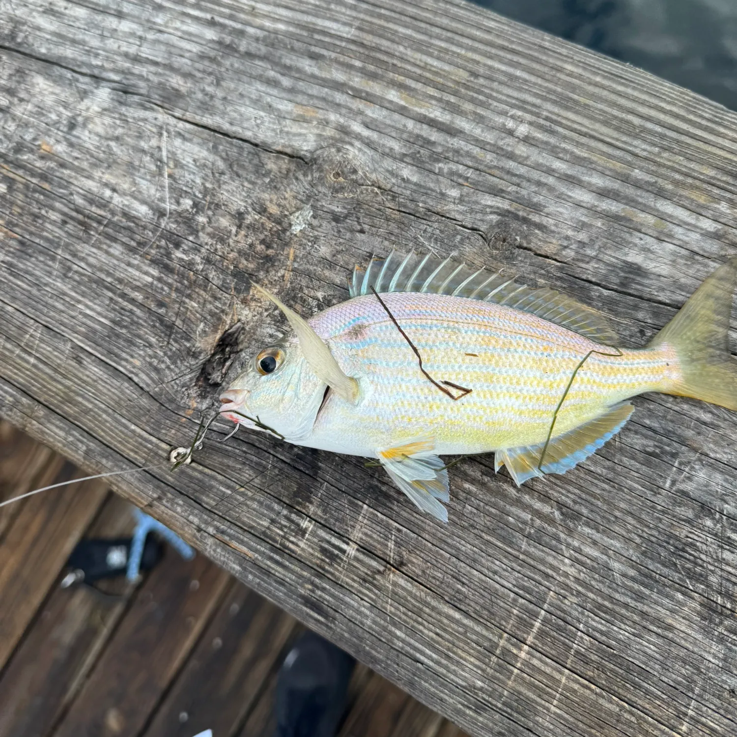 Pinfish caught on Fishbrain