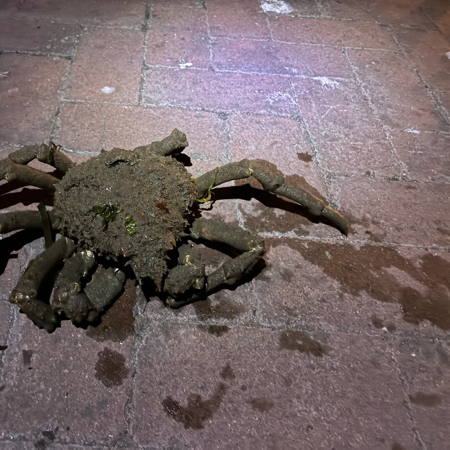 The most recent Sheep crab catches on Fishbrain