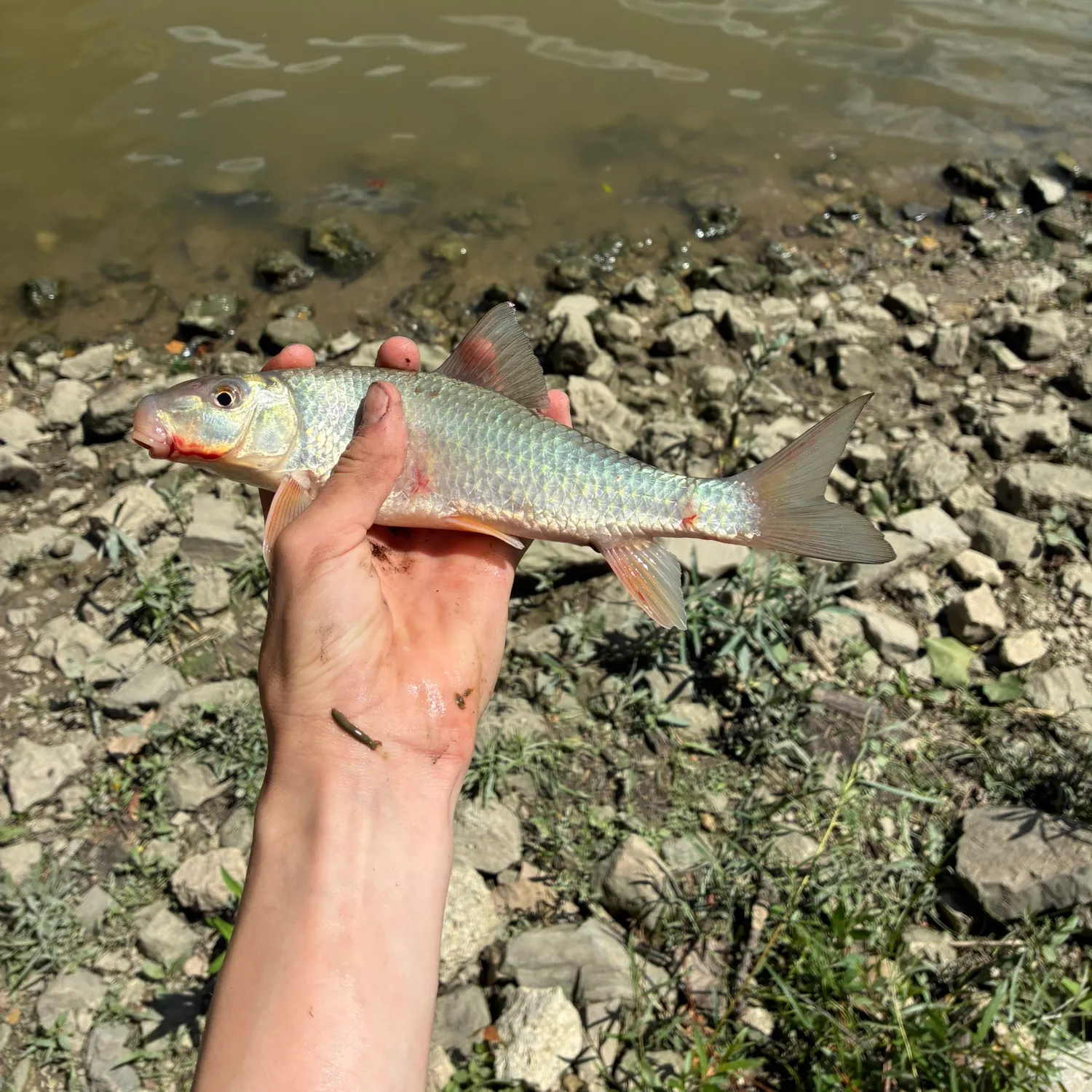 The most recent Golden redhorse catches on Fishbrain