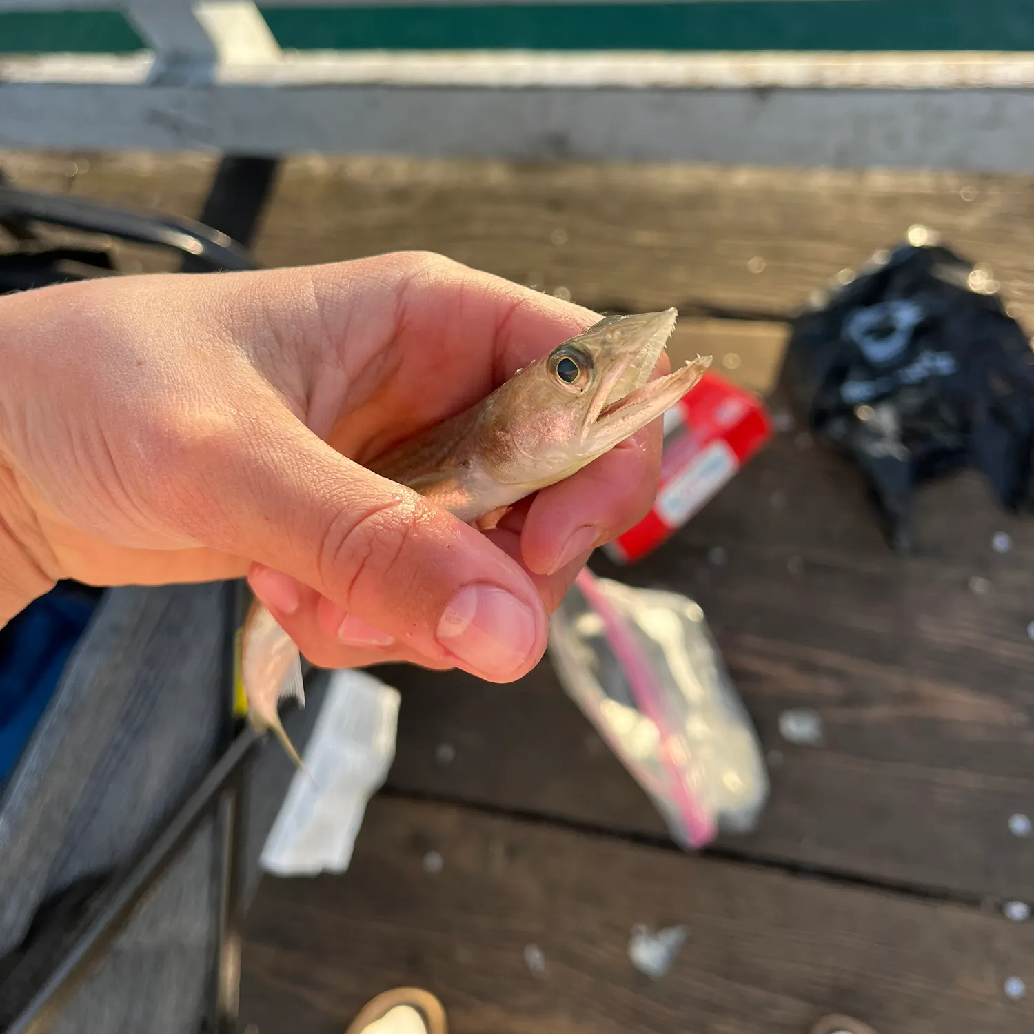 The most recent Inshore lizardfish catches on Fishbrain