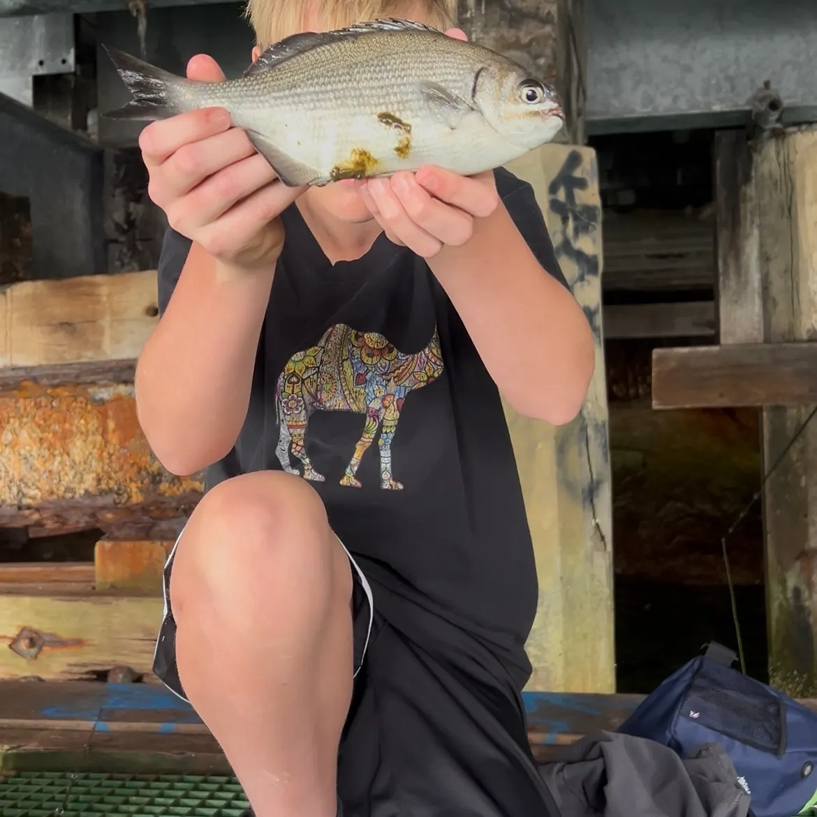 The most recent Silver drummer catches on Fishbrain