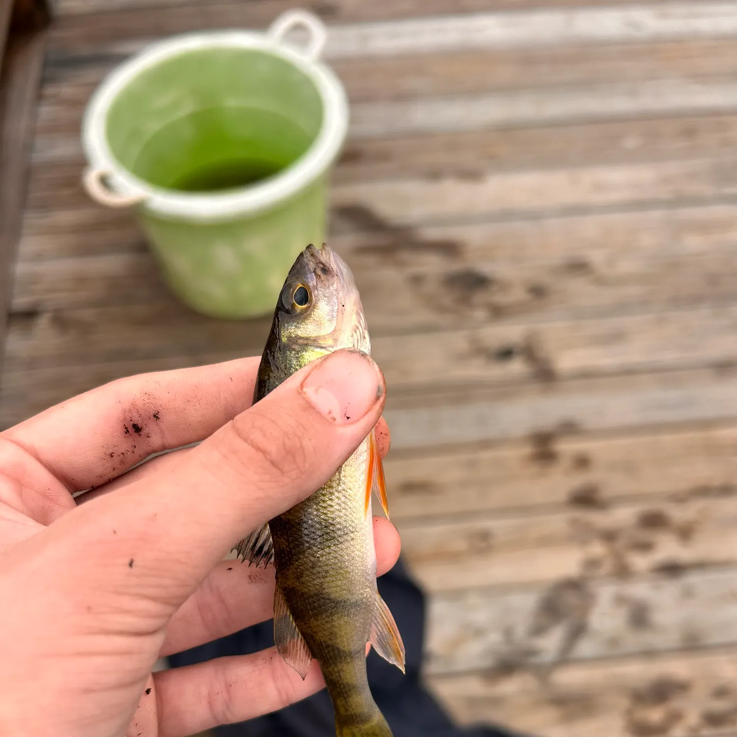 Yellow perch caught on Fishbrain