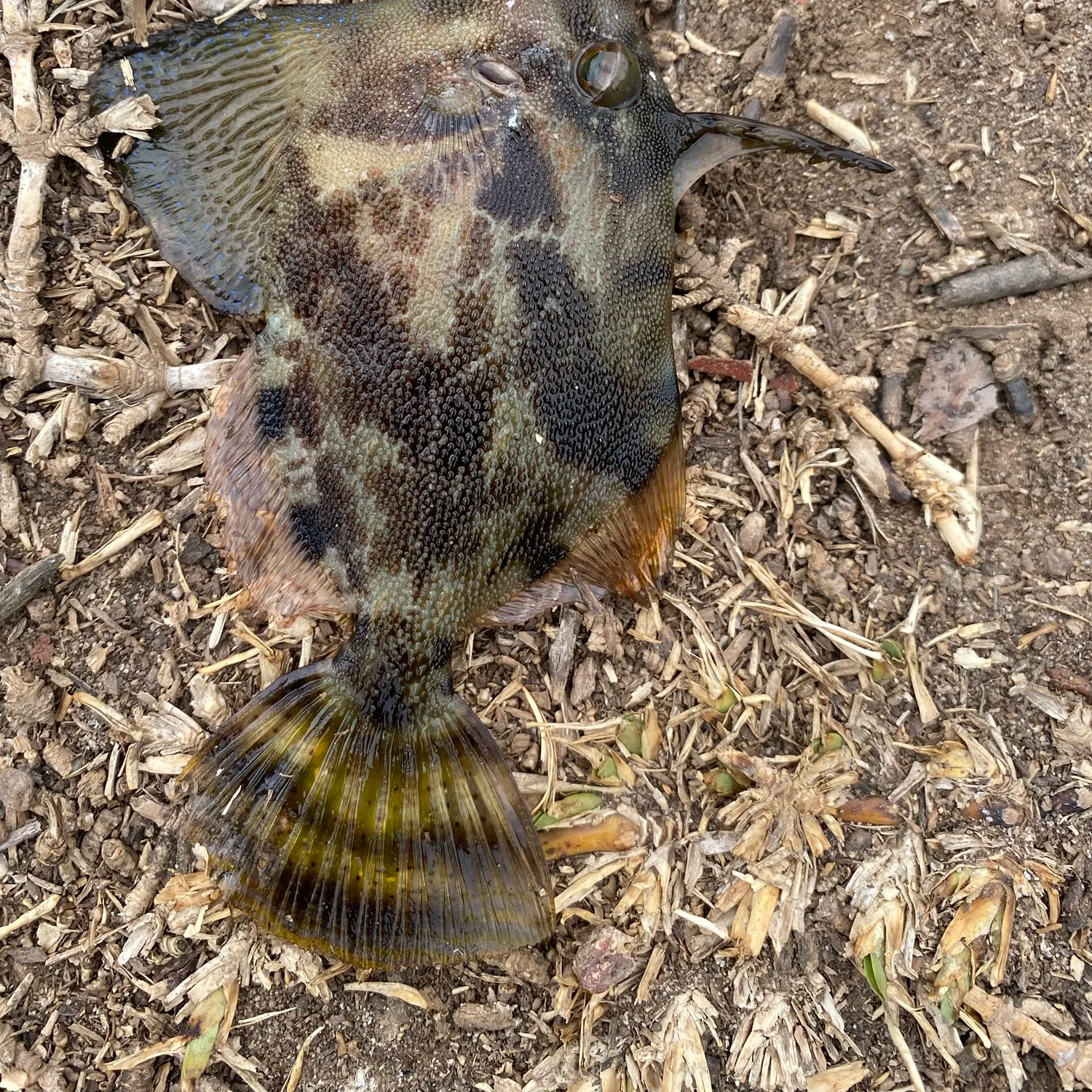 The most recent Fan-bellied leatherjacket catches on Fishbrain