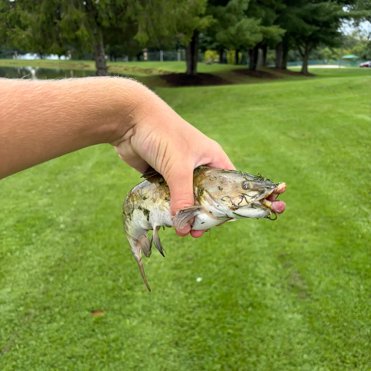 Yellow bullhead caught on Fishbrain