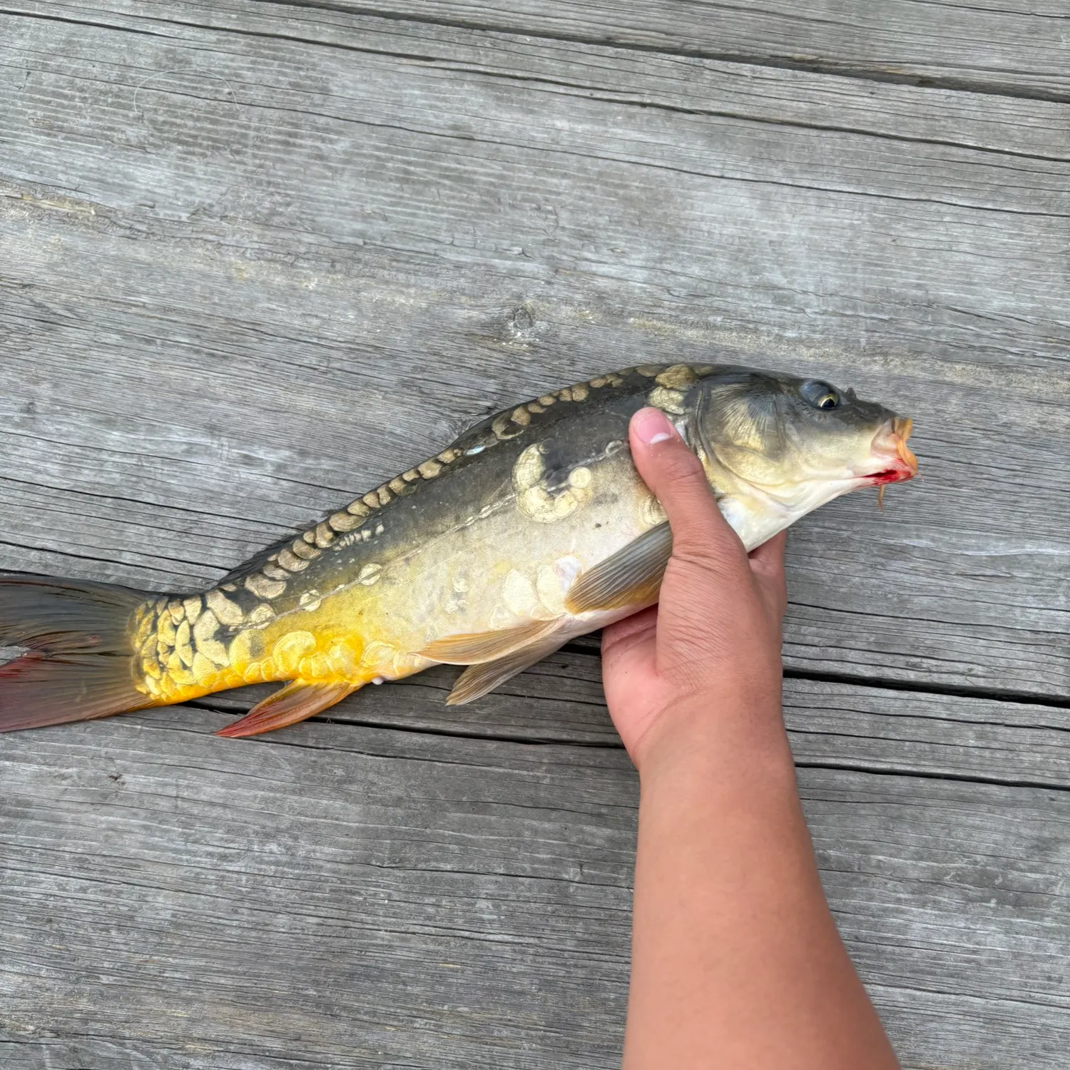 Mirror carp caught on Fishbrain