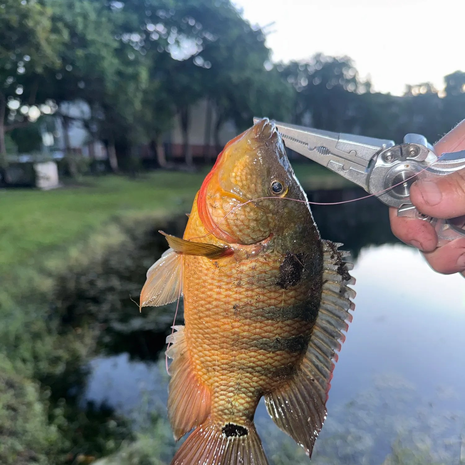 Mayan cichlid caught on Fishbrain