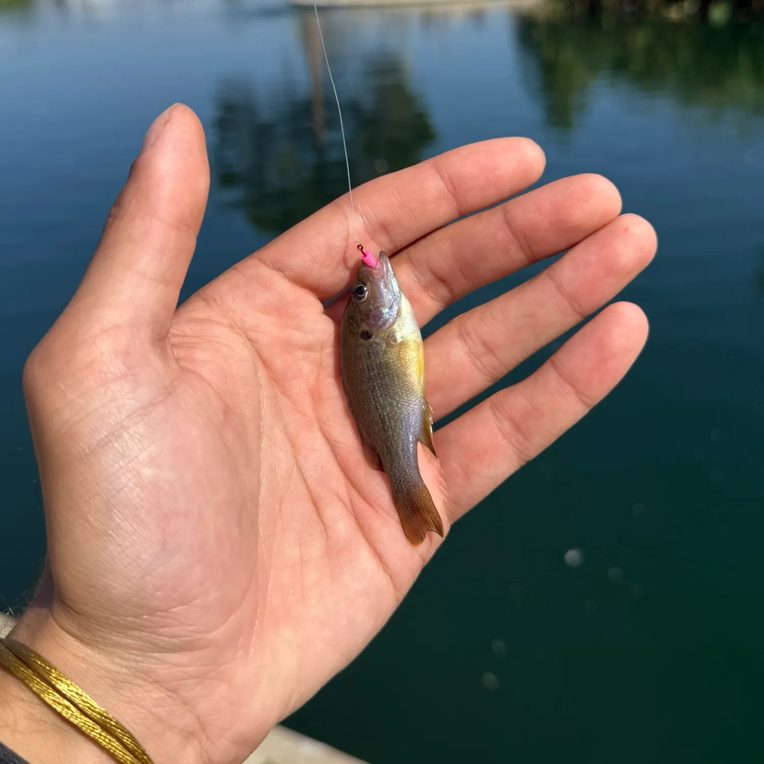 Green sunfish caught on Fishbrain