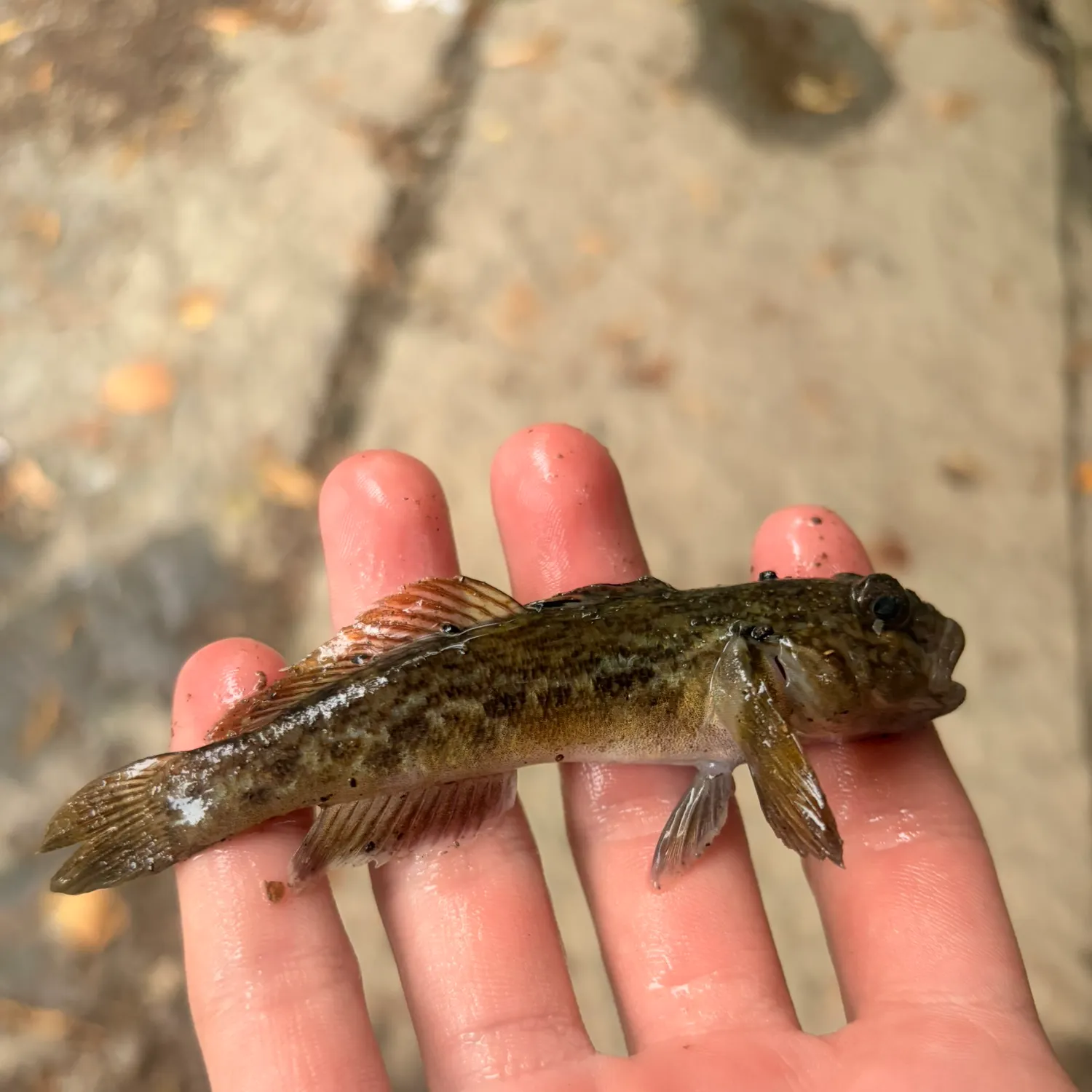 Round goby caught on Fishbrain