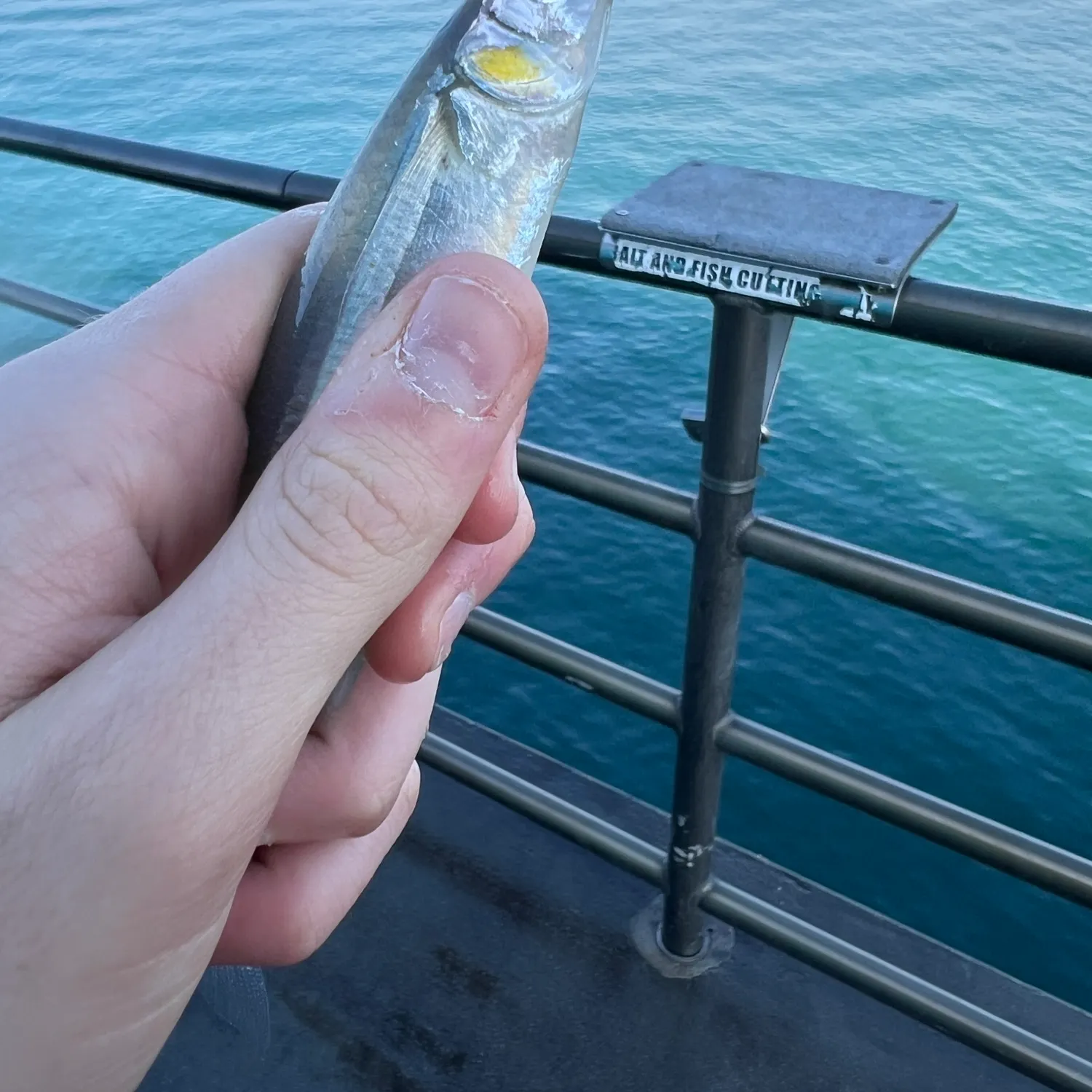 The most recent Surf smelt catches on Fishbrain