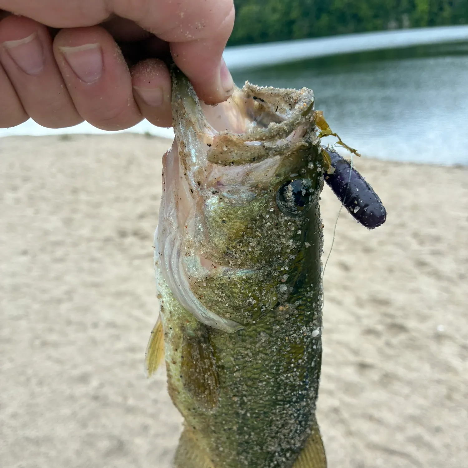 Largemouth bass caught on Fishbrain