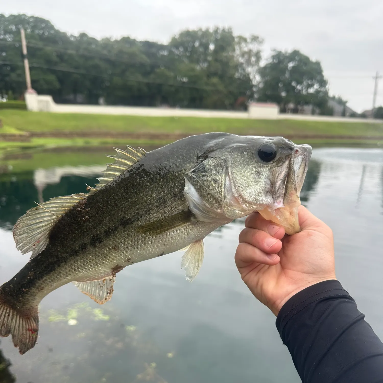 The most recent Largemouth bass catches on Fishbrain