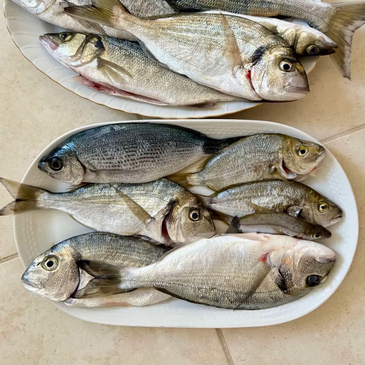 Gilthead seabream caught on Fishbrain