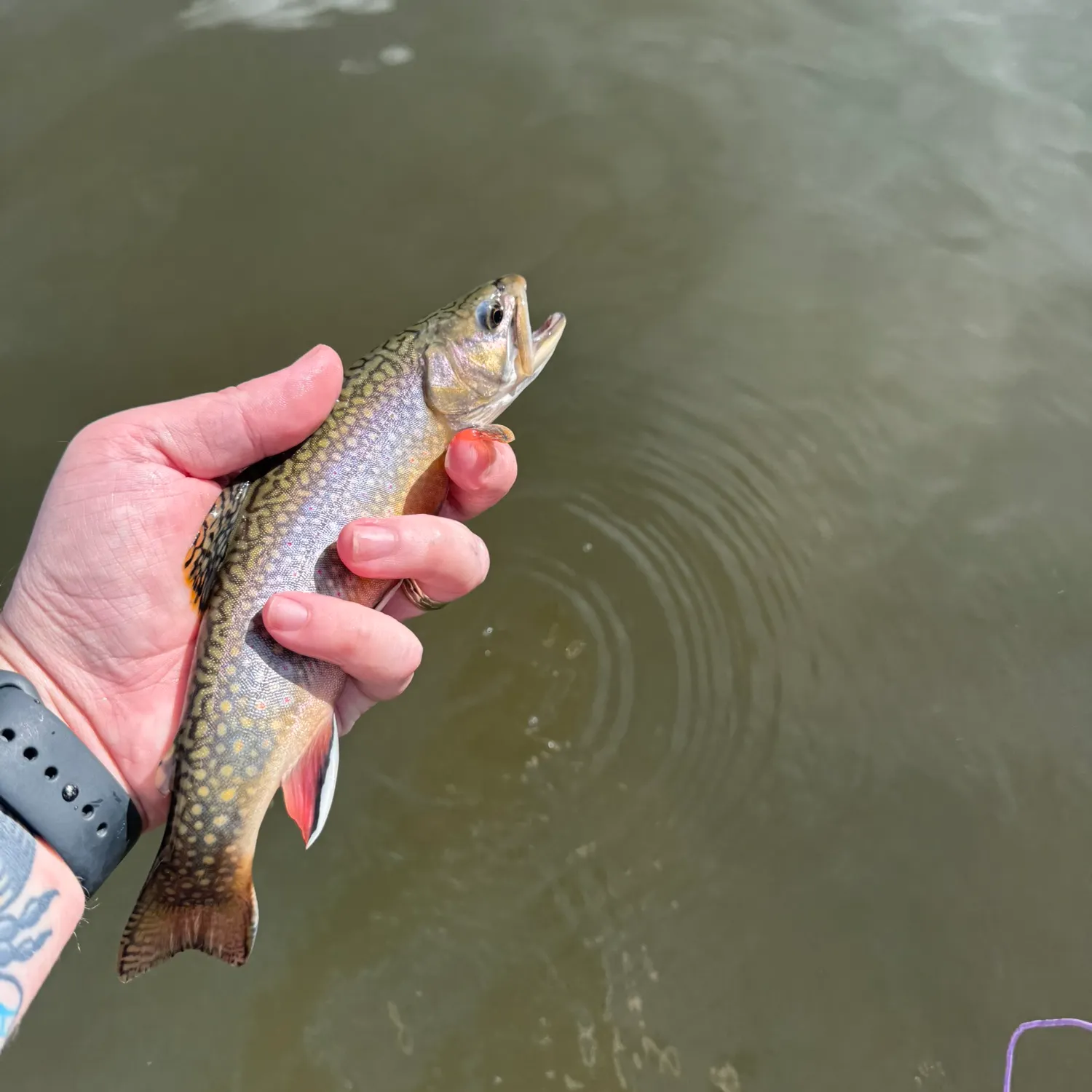 Brook trout caught on Fishbrain