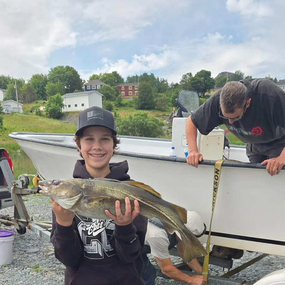 Atlantic cod caught on Fishbrain