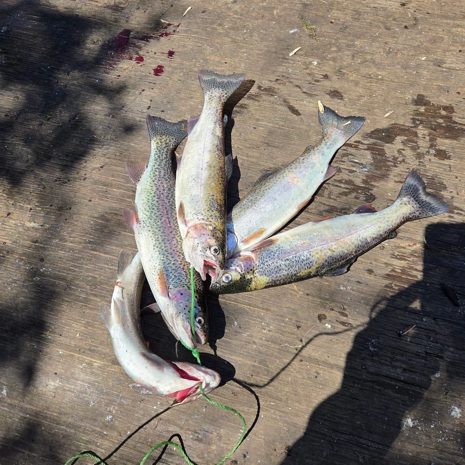 recently logged catches