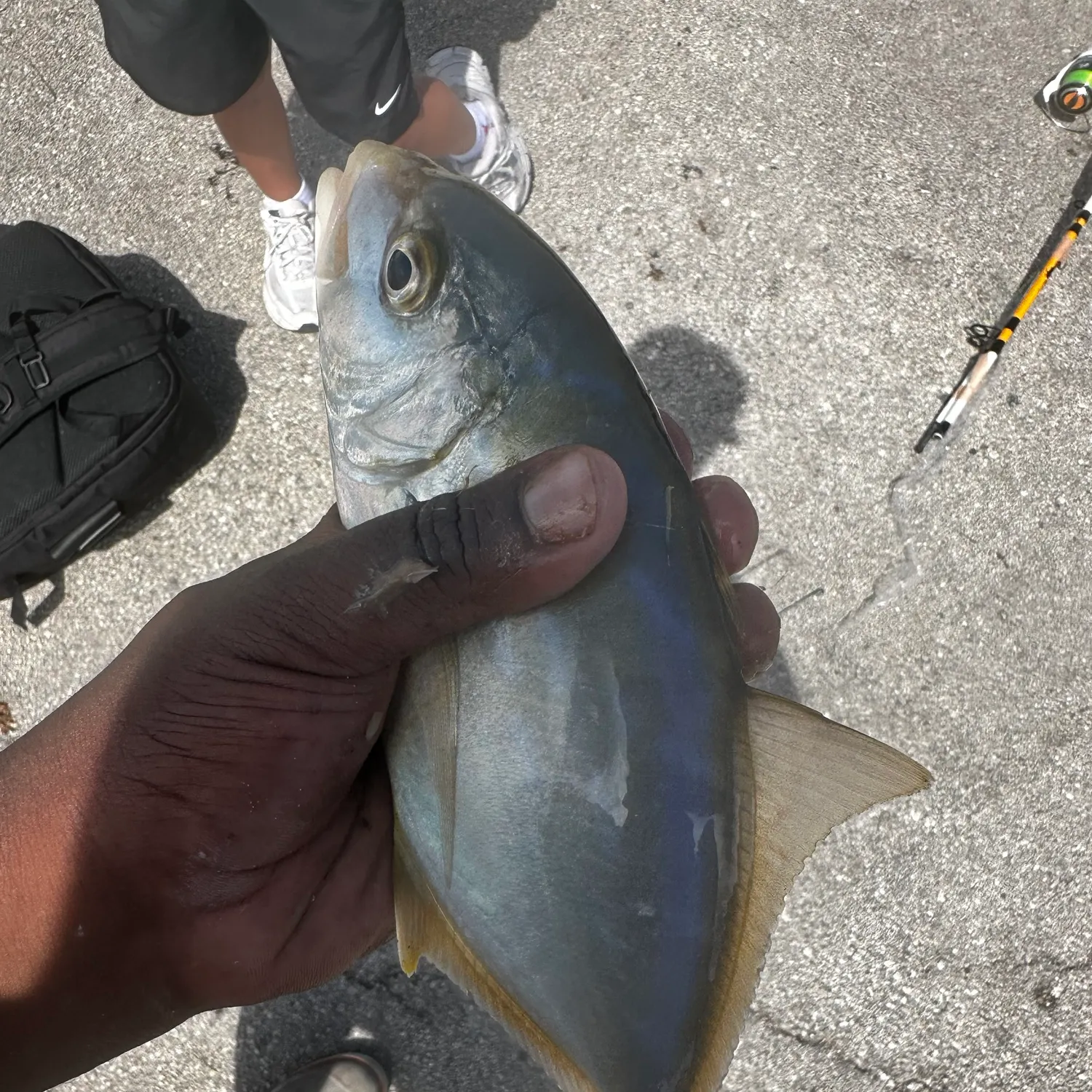 The most recent Yellow jack catches on Fishbrain