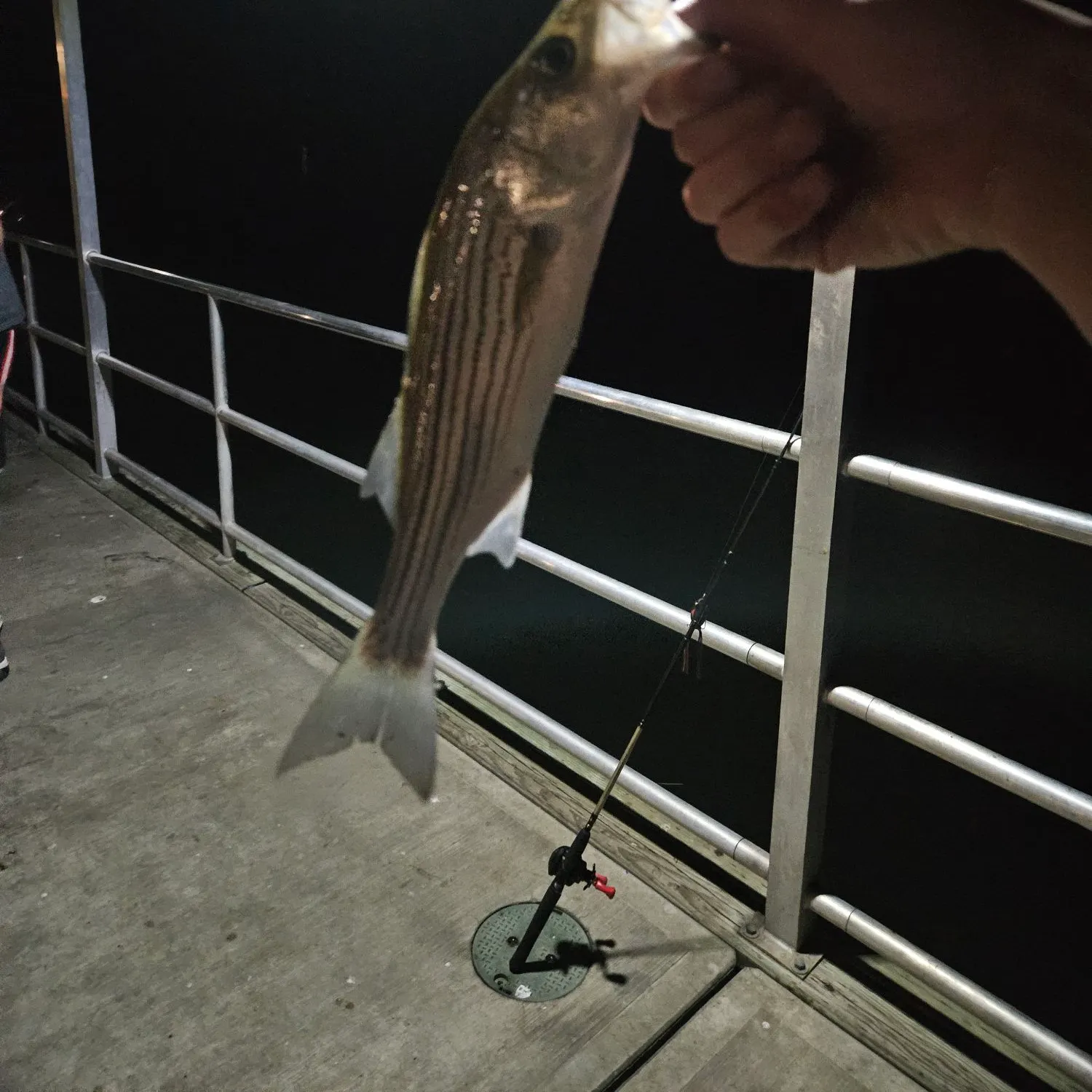 Striped bass caught on Fishbrain