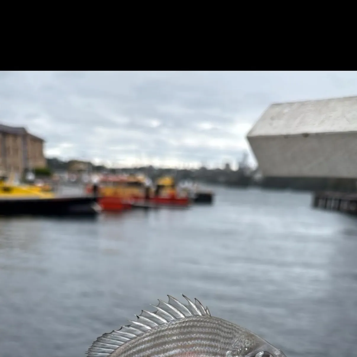 The most recent White seabream catches on Fishbrain