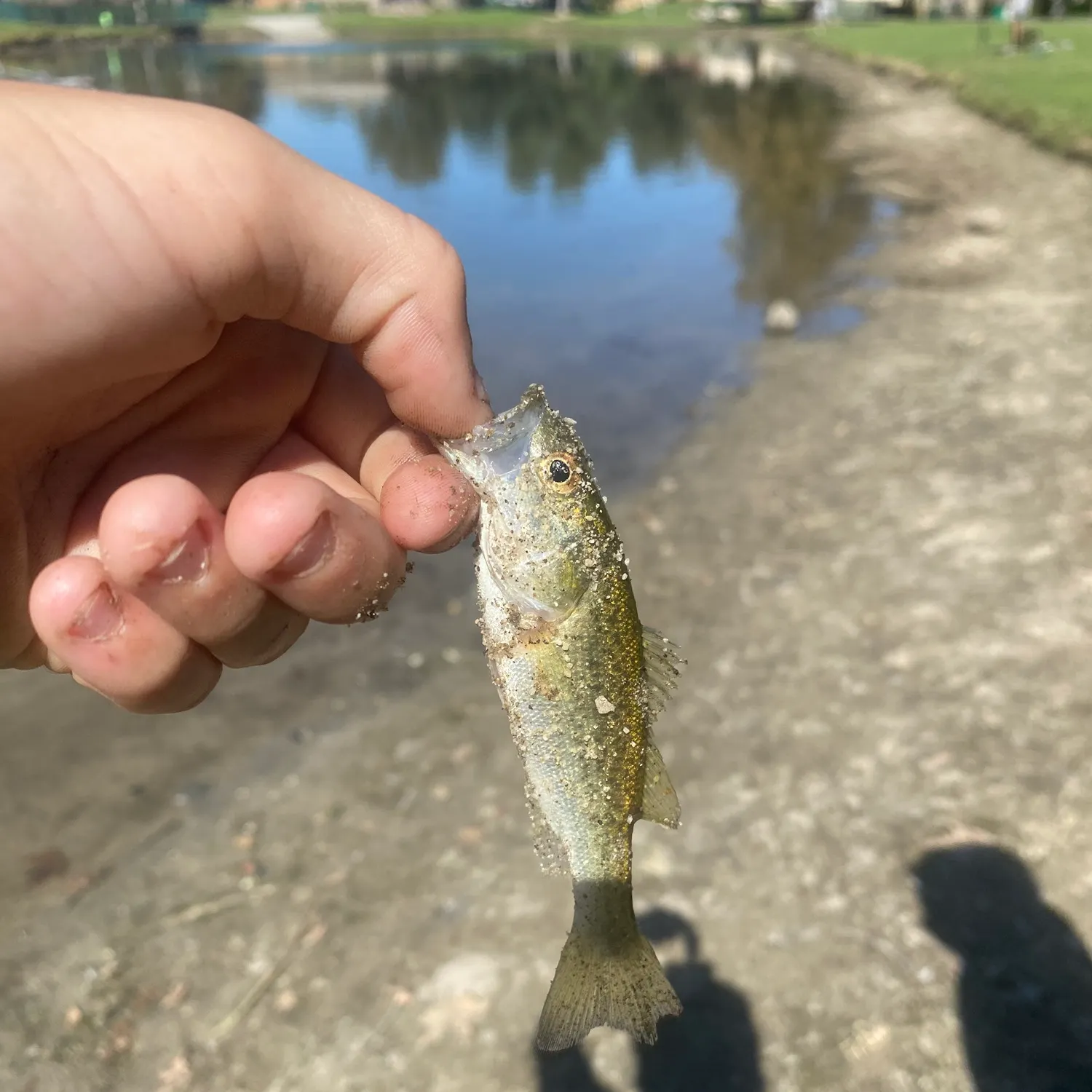 Spotted bass caught on Fishbrain