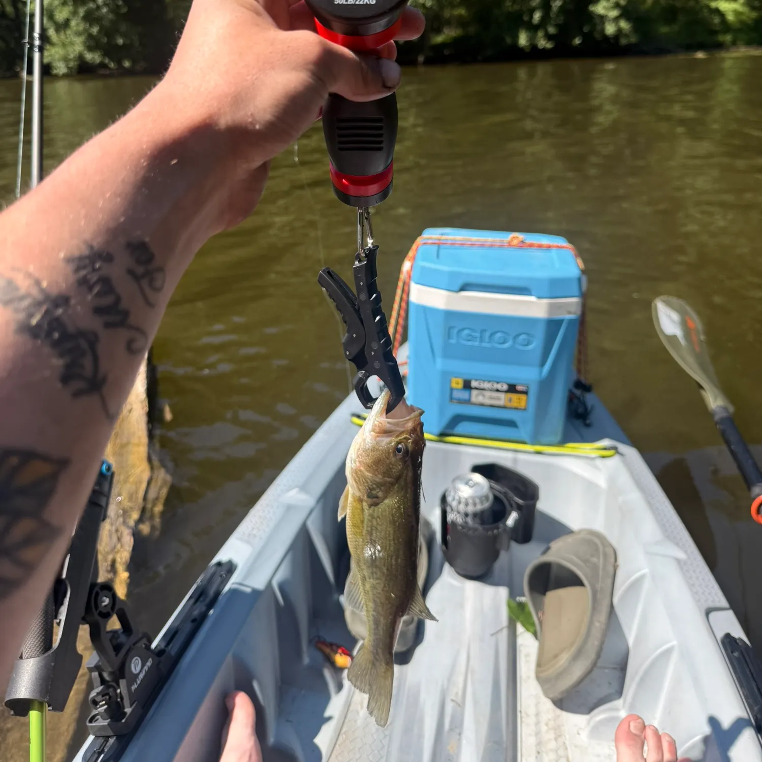 recently logged catches