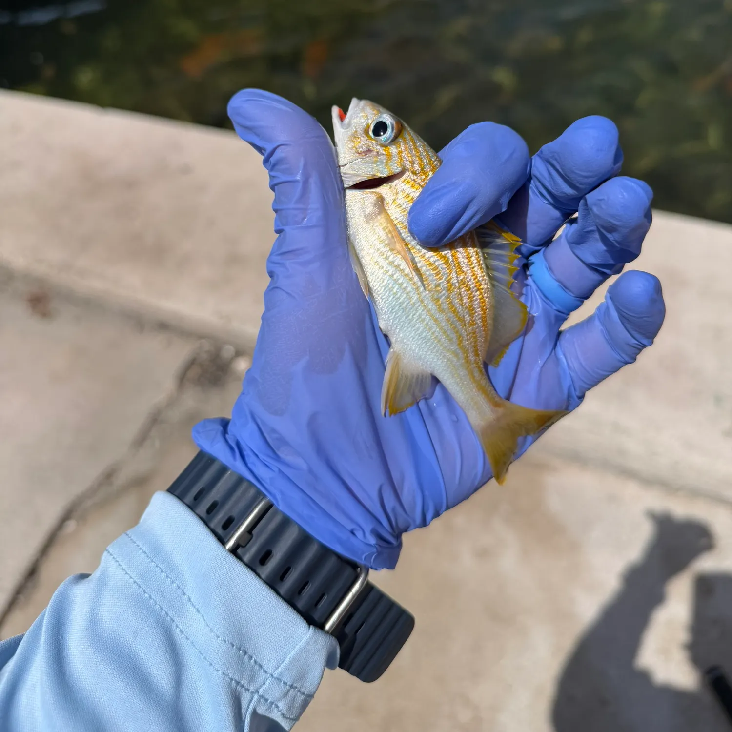The most recent White grunt catches on Fishbrain