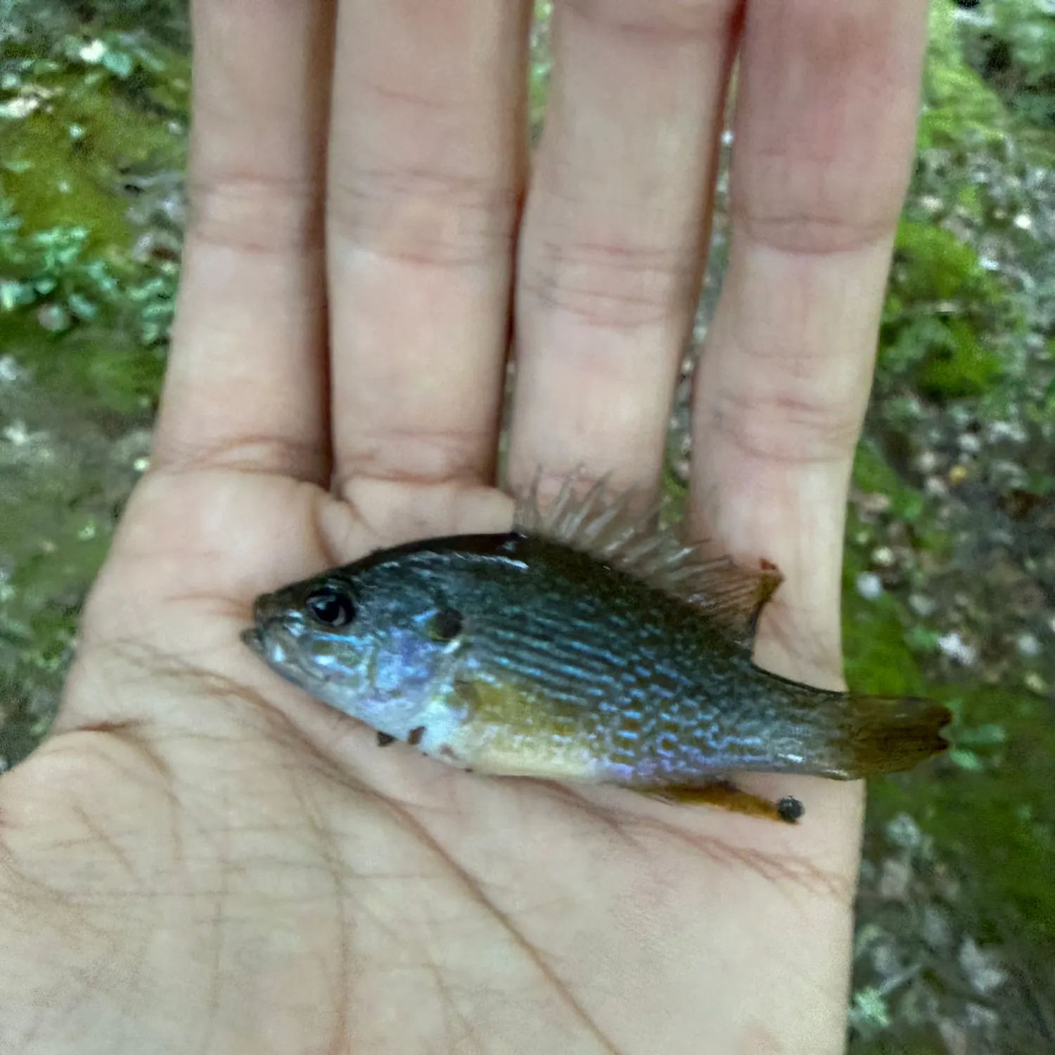 Greengill hybrid caught on Fishbrain