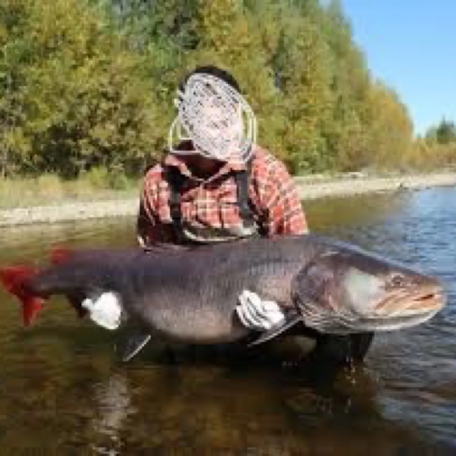 The most recent Taimen catches on Fishbrain