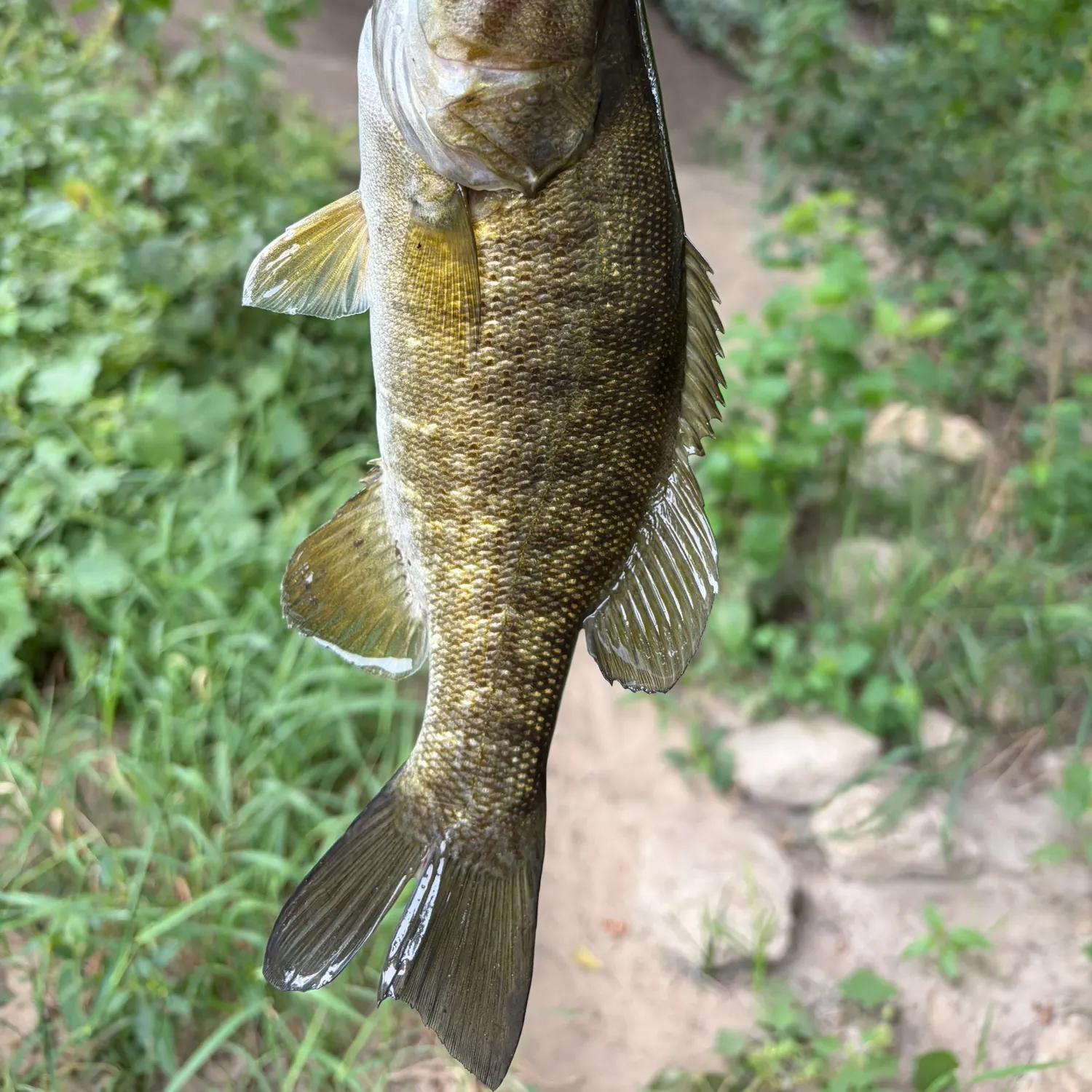 Smallmouth bass caught on Fishbrain