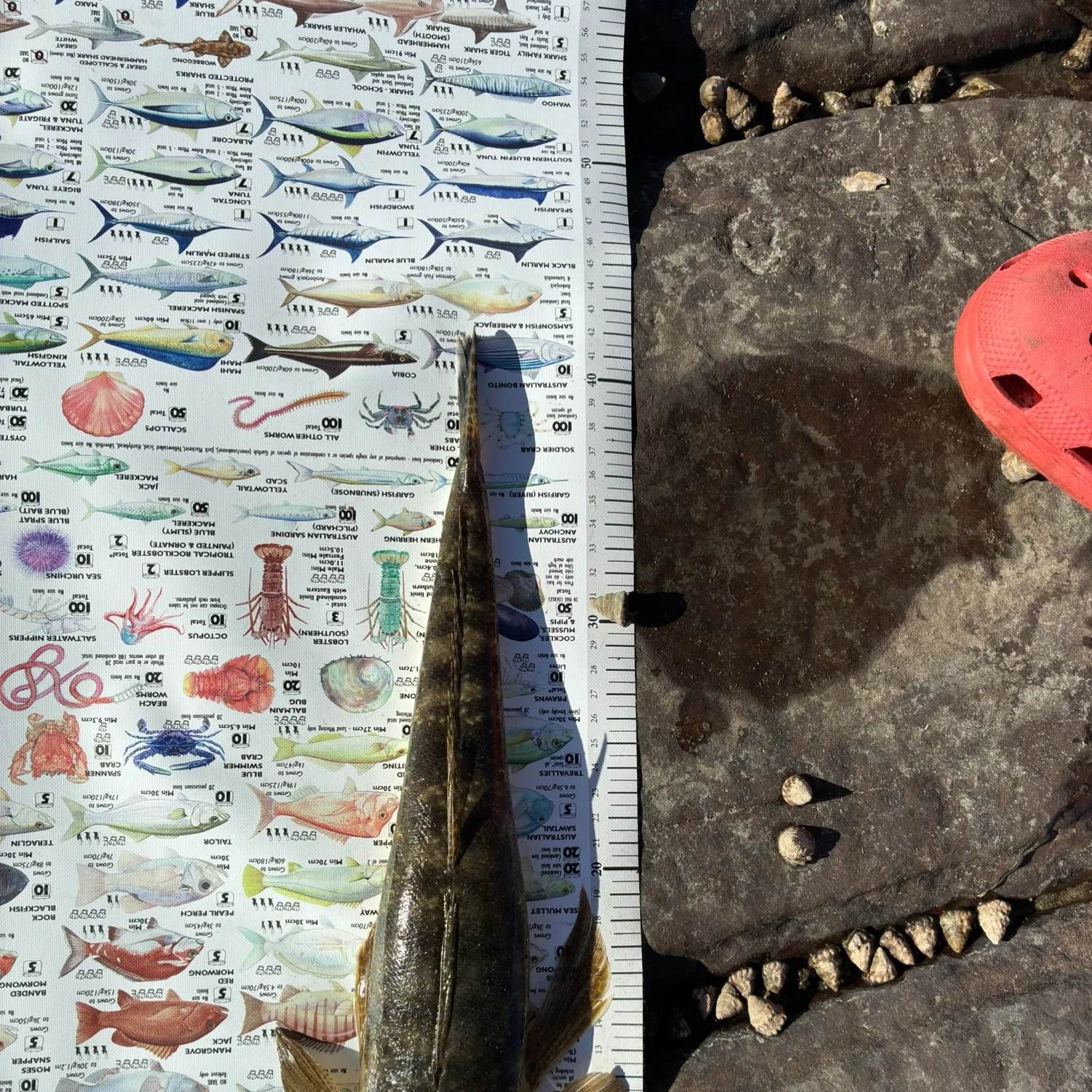 The most recent Dusky flathead catches on Fishbrain