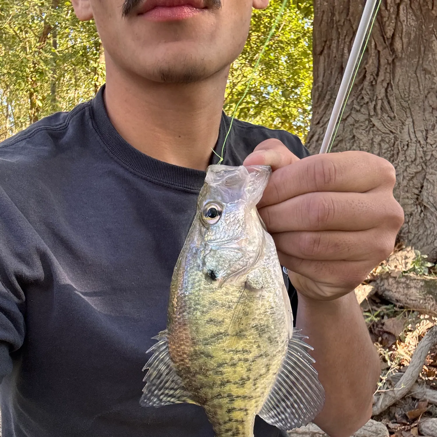 White crappie caught on Fishbrain