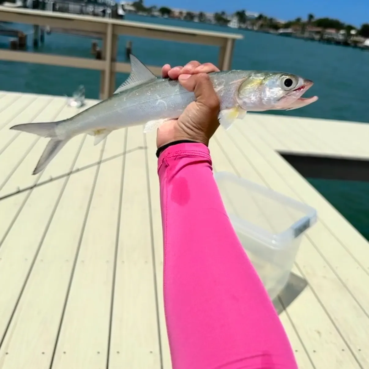 The most recent Ladyfish catches on Fishbrain