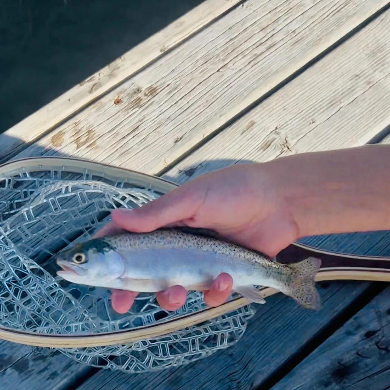 Rainbow trout caught on Fishbrain