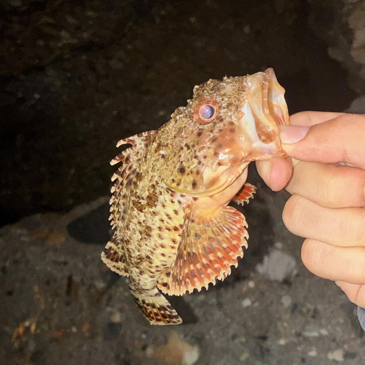 The most recent California scorpionfish catches on Fishbrain