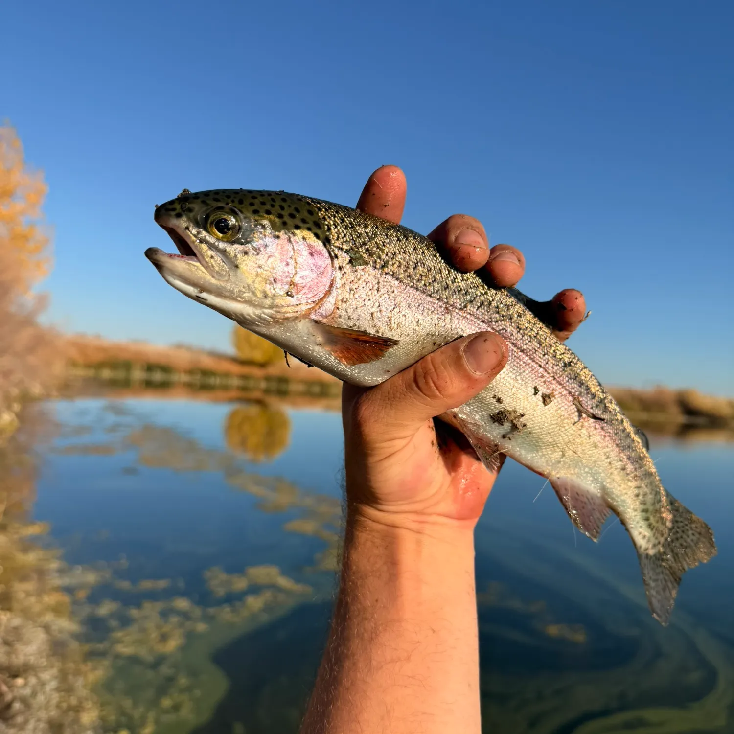 Rainbow trout caught on Fishbrain