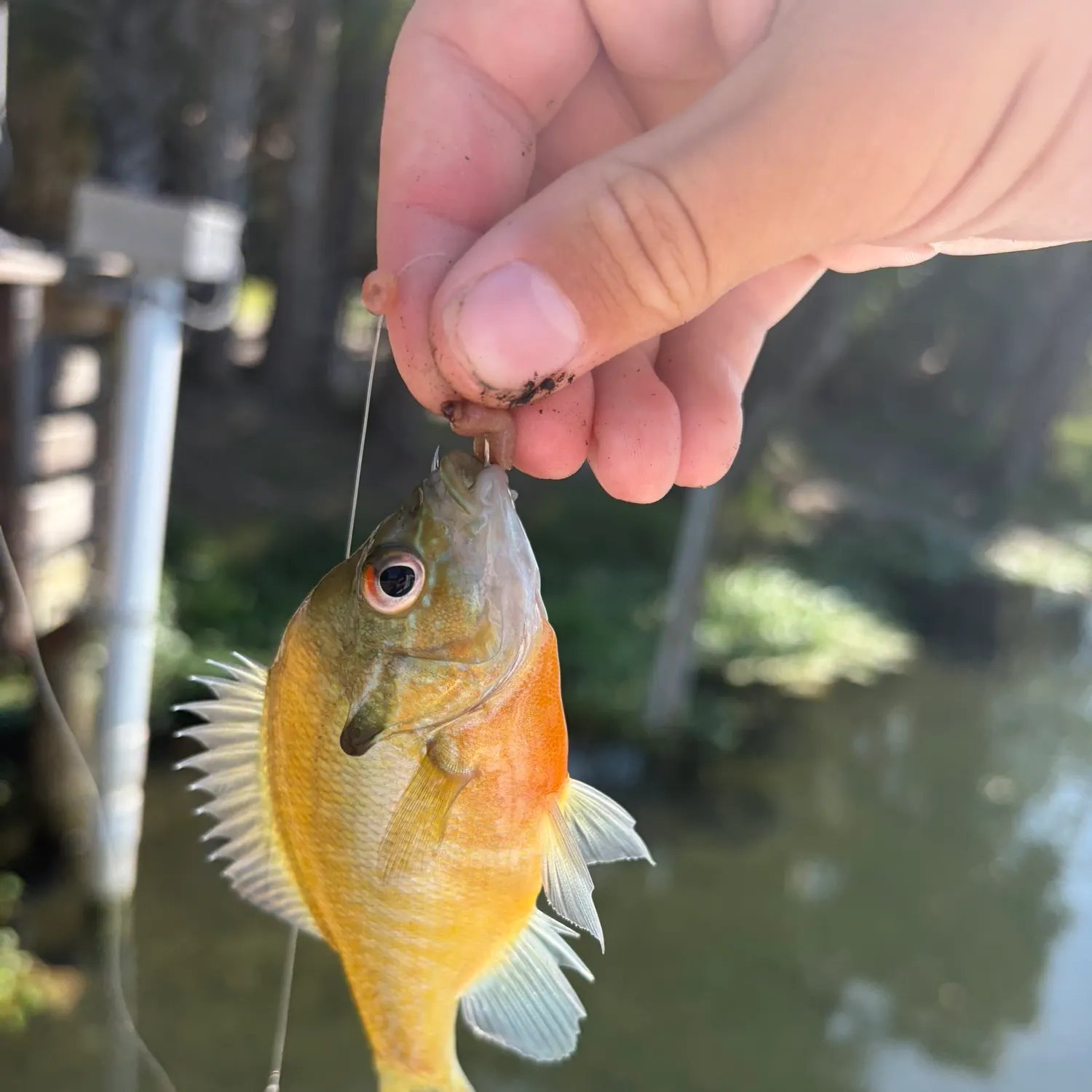 Redbreast sunfish caught on Fishbrain