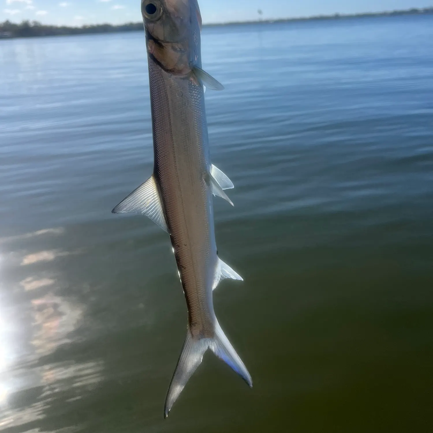 The most recent Ladyfish catches on Fishbrain